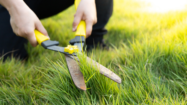 image-23 Lawn Care vs Lawn Maintenance: What's the Difference and Why It Matters