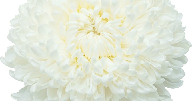 what color flowers for buddhist funeral