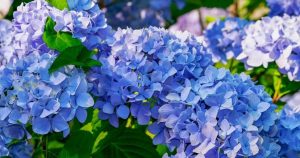 Picture23-300x158 What Color Flowers for Buddhist Funeral: A Guide to Meaningful Choices.