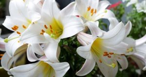 Picture24-300x158 What Color Flowers for Buddhist Funeral: A Guide to Meaningful Choices.