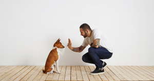 dog obedience training schedule