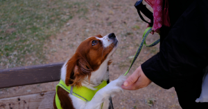 Picture2-4-300x158 Dog Obedience Training Schedule By Age