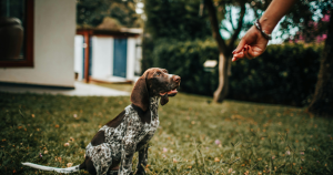 Picture3-4-300x158 Dog Obedience Training Schedule By Age