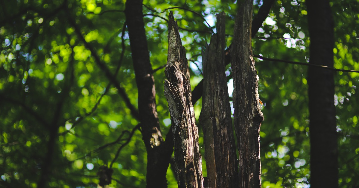 Guest-Post-2026-02-23T142552.943 Why Are Tree Services So Expensive? Real Costs