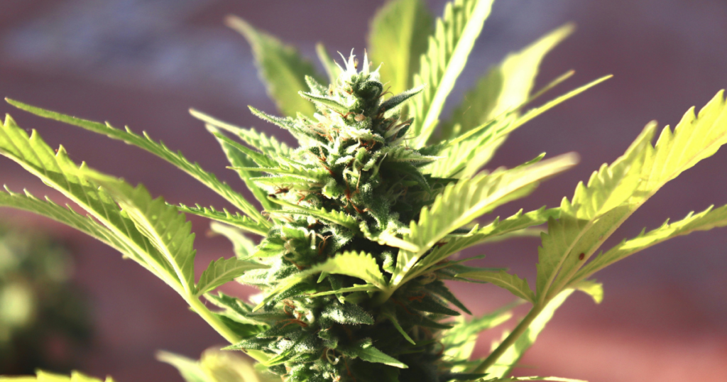 Guest-Post-2026-03-09T153046.220-1024x538 Why Does Dispensary Weed Look Different?