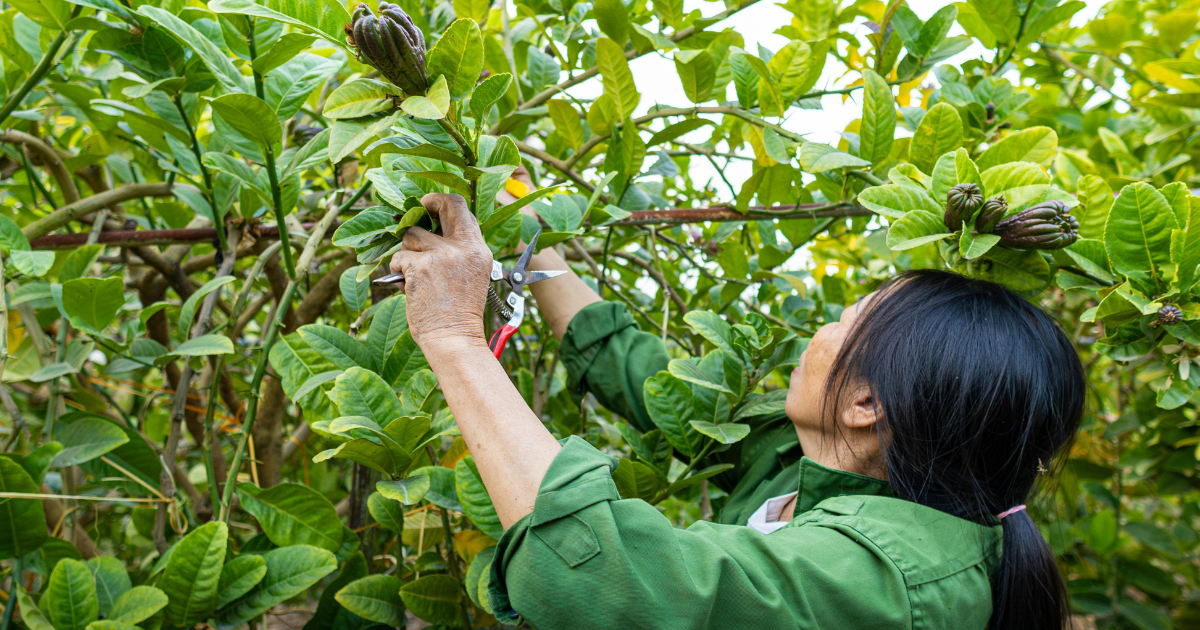 what is the difference between tree pruning and tree trimming