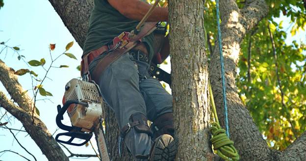 image-50 What Is the Difference Between Tree Pruning and Trimming?