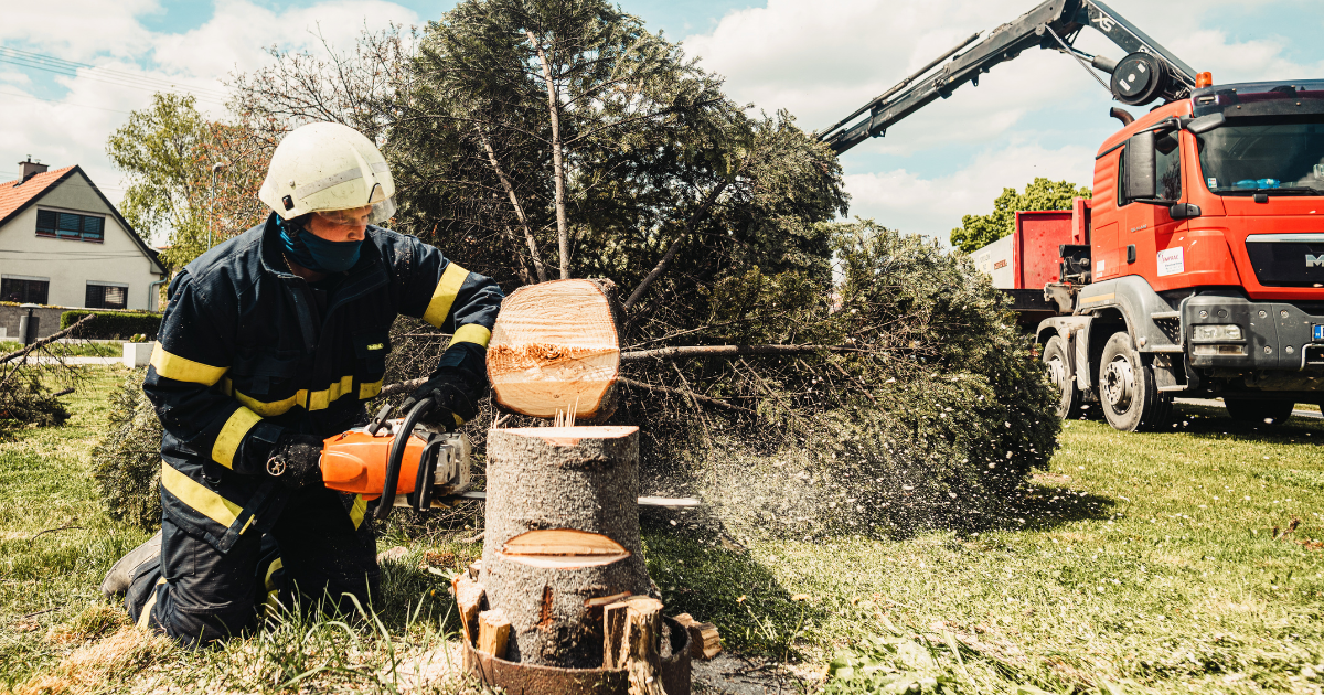 how to become a certified arborists