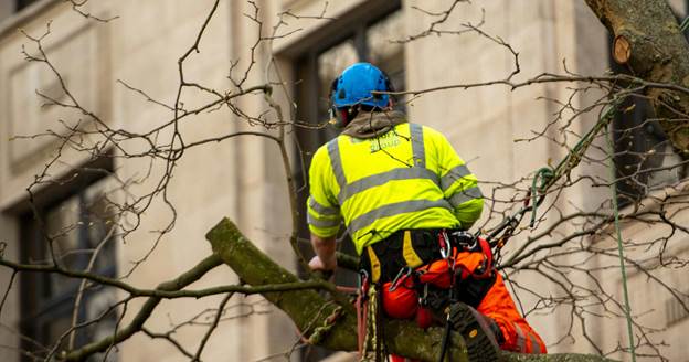 image-27 How to Become a Certified Arborist: Steps to Qualify