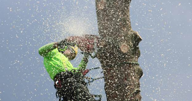 image-28 How to Become a Certified Arborist: Steps to Qualify