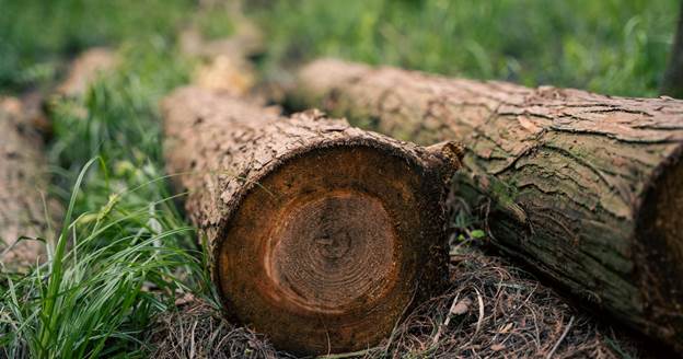 image-31 Is Tree Removal Tax Deductible? Rules for Homeowners